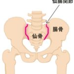 仙腸関節